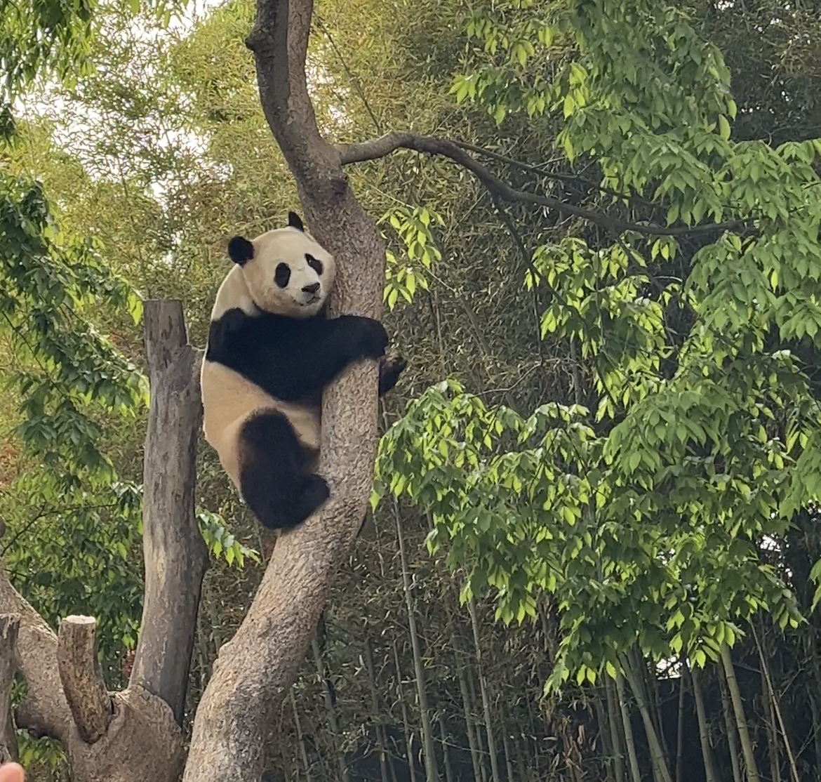 Everland (에버랜드) 4