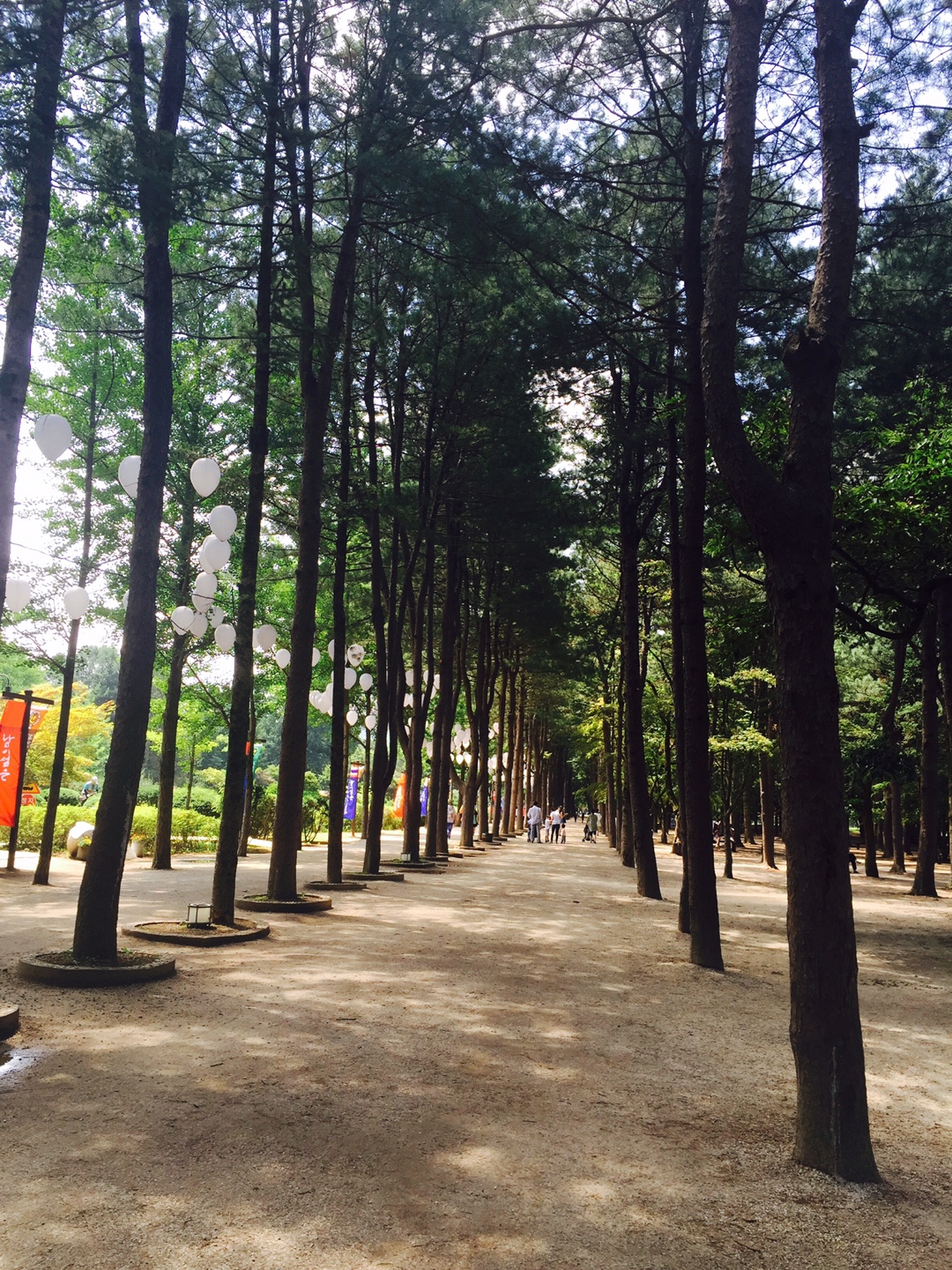 Nami Island (가평 남이섬) 1